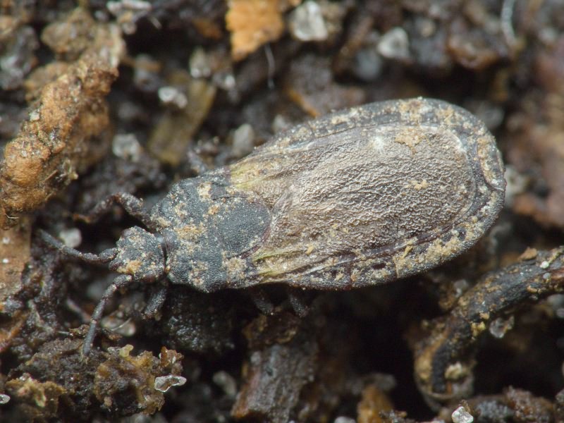 Aneurus (Aneurodes) avenius (Dufour, 1833)